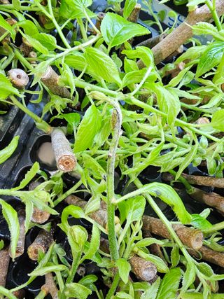 다래,엄나무,차수국님의 기타작물 · 병해충상담 작성글 사진