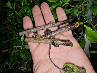 다래,엄나무,차수국님의 기타작물 · 병해충상담 작성글 사진