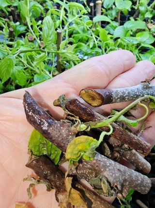 다래,엄나무,차수국님의 기타작물 · 병해충상담 작성글 사진