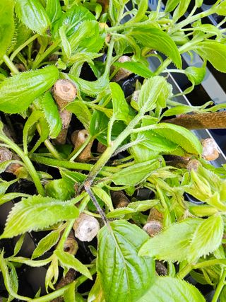 다래,엄나무,차수국님의 기타작물 · 병해충상담 작성글 사진