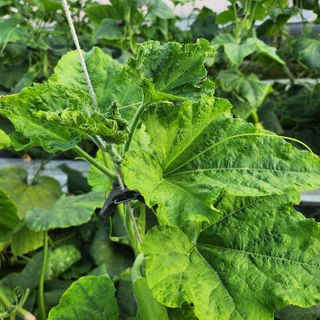 조재근님의 호박 · 병해충상담 작성글 사진