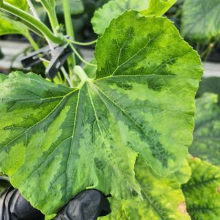 조재근님의 호박 · 병해충상담 작성글 사진