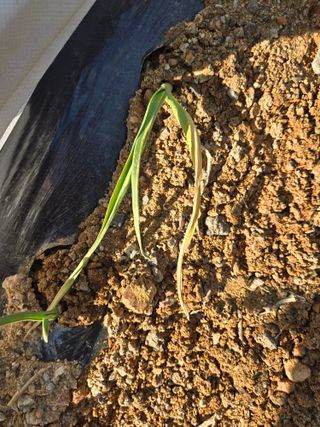 초보농부님의 마늘 · 병해충상담 작성글 사진