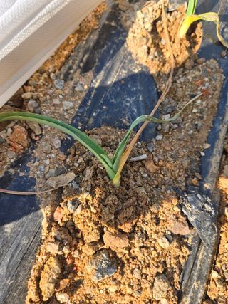 초보농부님의 마늘 · 병해충상담 작성글 사진