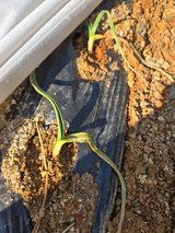 팜모닝 마늘·병해충상담 게시글 이미지