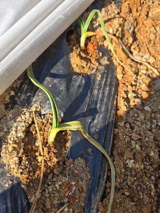 초보농부님의 마늘 · 병해충상담 작성글 사진