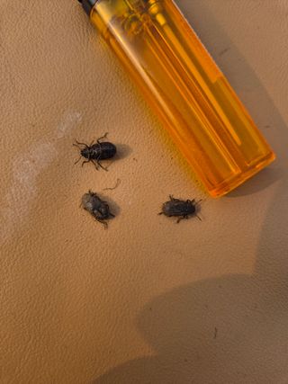 황찬용님의 기타작물 · 병해충상담 작성글 사진