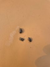 팜모닝 기타작물·병해충상담 게시글 이미지