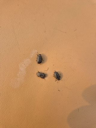 황찬용님의 기타작물 · 병해충상담 작성글 사진