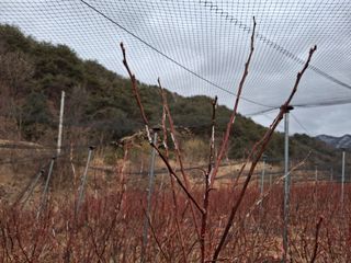 황인근님의 블루베리 · 병해충상담 작성글 사진