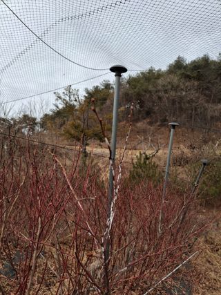 황인근님의 블루베리 · 병해충상담 작성글 사진