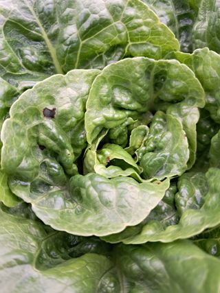 이지형님님의 상추 · 병해충상담 작성글 사진