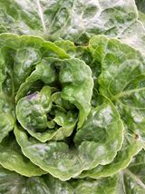 팜모닝 상추·병해충상담 게시글 이미지