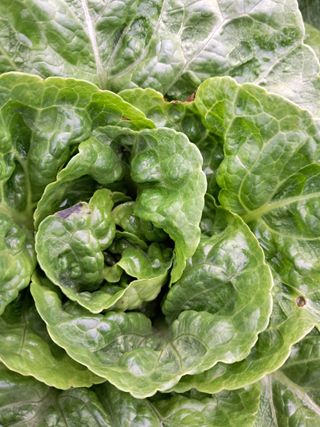 이지형님님의 상추 · 병해충상담 작성글 사진