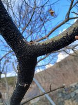 팜모닝 기타작물·병해충상담 게시글 이미지