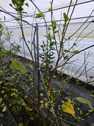 박미라님의 기타작물 · 병해충상담 작성글 사진