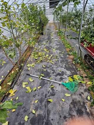 박미라님의 기타작물 · 병해충상담 작성글 사진