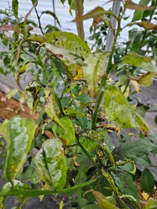 박미라님의 기타작물 · 병해충상담 작성글 사진