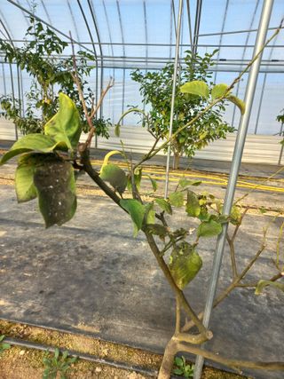 박미라님의 기타작물 · 병해충상담 작성글 사진