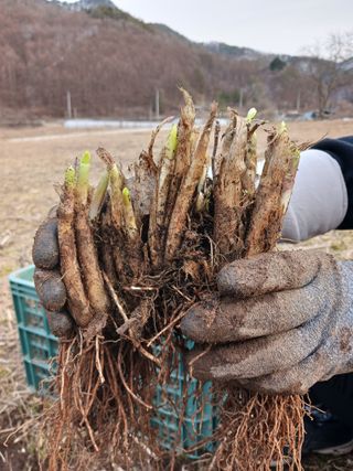 황덕순 님의 기타작물 · 병해충상담 작성글 사진