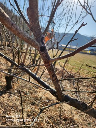 상태메롱님의 매실 · 병해충상담 작성글 사진