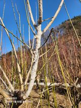 팜모닝 매실·병해충상담 게시글 이미지