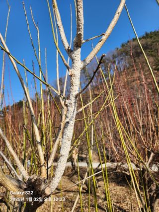 상태메롱님의 매실 · 병해충상담 작성글 사진