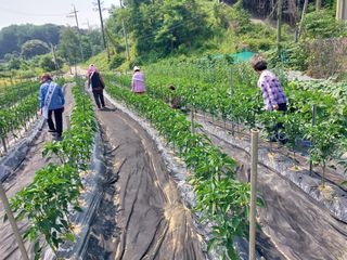 최만옥님의 고추 · 병해충상담 작성글 사진