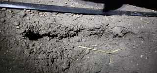 김춘수님의 오이 · 병해충상담 작성글 사진