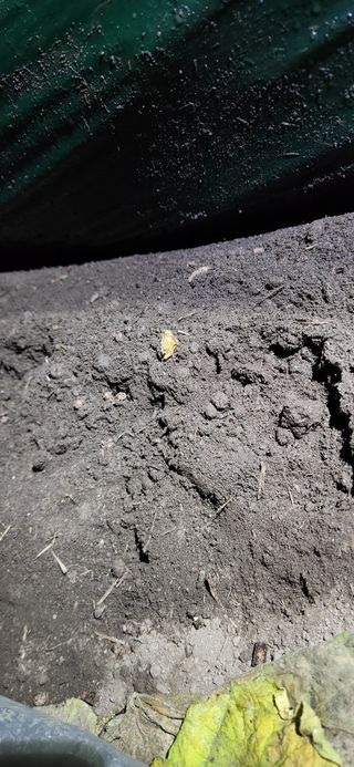 김춘수님의 오이 · 병해충상담 작성글 사진