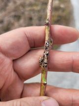 팜모닝 복숭아·병해충상담 게시글 이미지