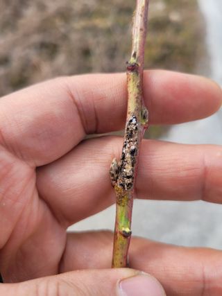 김관수님의 복숭아 · 병해충상담 작성글 사진