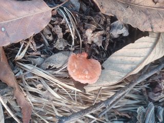 무료지식나눔 팜닥터님의 버섯 · 병해충상담 작성글 사진