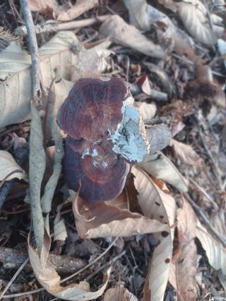 무료지식나눔 팜닥터님의 버섯 · 병해충상담 작성글 사진