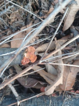 무료지식나눔 팜닥터님의 버섯 · 병해충상담 작성글 사진