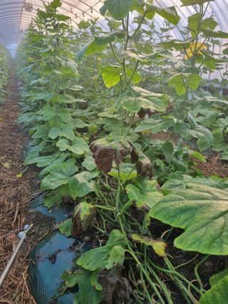 머슴님의 호박 · 병해충상담 작성글 사진