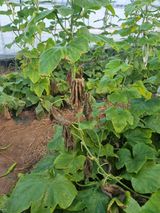 팜모닝 호박·병해충상담 게시글 이미지