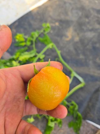 홍석진님의 토마토 · 병해충상담 작성글 사진