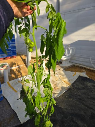 홍석진님의 토마토 · 병해충상담 작성글 사진