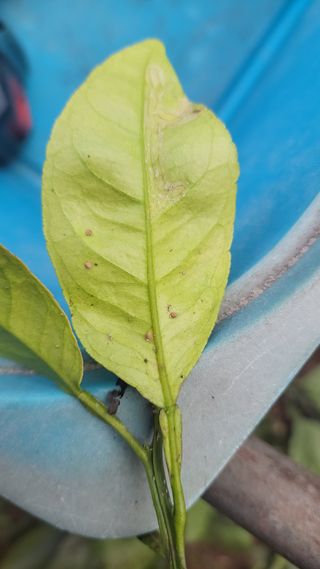 김수나님의 귤·병해충상담 작성글 사진