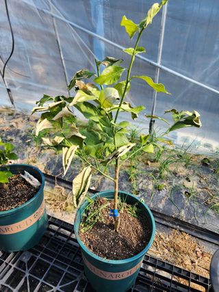 필라댄스농부님의 기타작물 · 병해충상담 작성글 사진