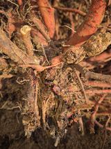 팜모닝 기타작물·병해충상담 게시글 이미지