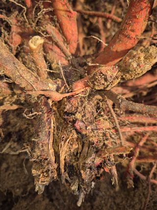 황찬용님의 기타작물 · 병해충상담 작성글 사진