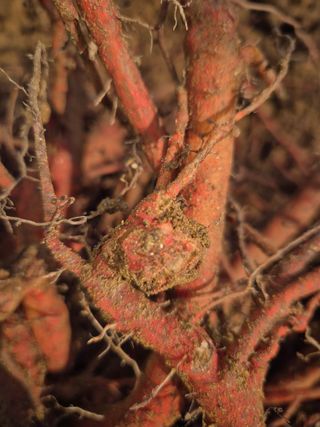 황찬용님의 기타작물 · 병해충상담 작성글 사진