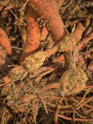 황찬용님의 기타작물 · 병해충상담 작성글 사진