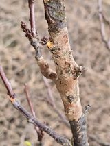 팜모닝 자두·병해충상담 게시글 이미지