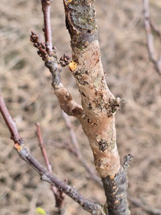 정우양님의 자두 · 병해충상담 작성글 사진