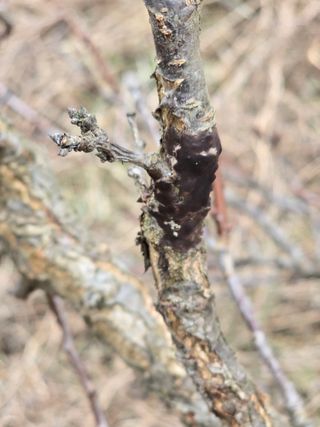 정우양님의 자두 · 병해충상담 작성글 사진