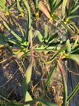 팜모닝 마늘·병해충상담 게시글 이미지