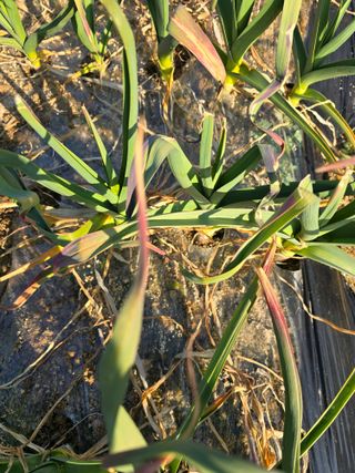 김광한님의 마늘 · 병해충상담 작성글 사진